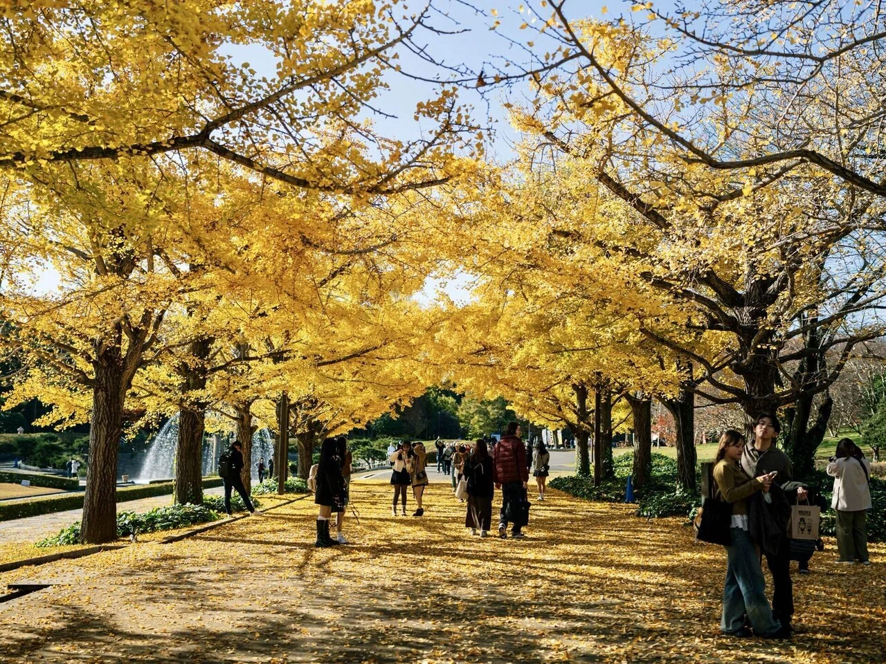 Zfと歩く昭和記念公園のイチョウ並木｜いぬっさん