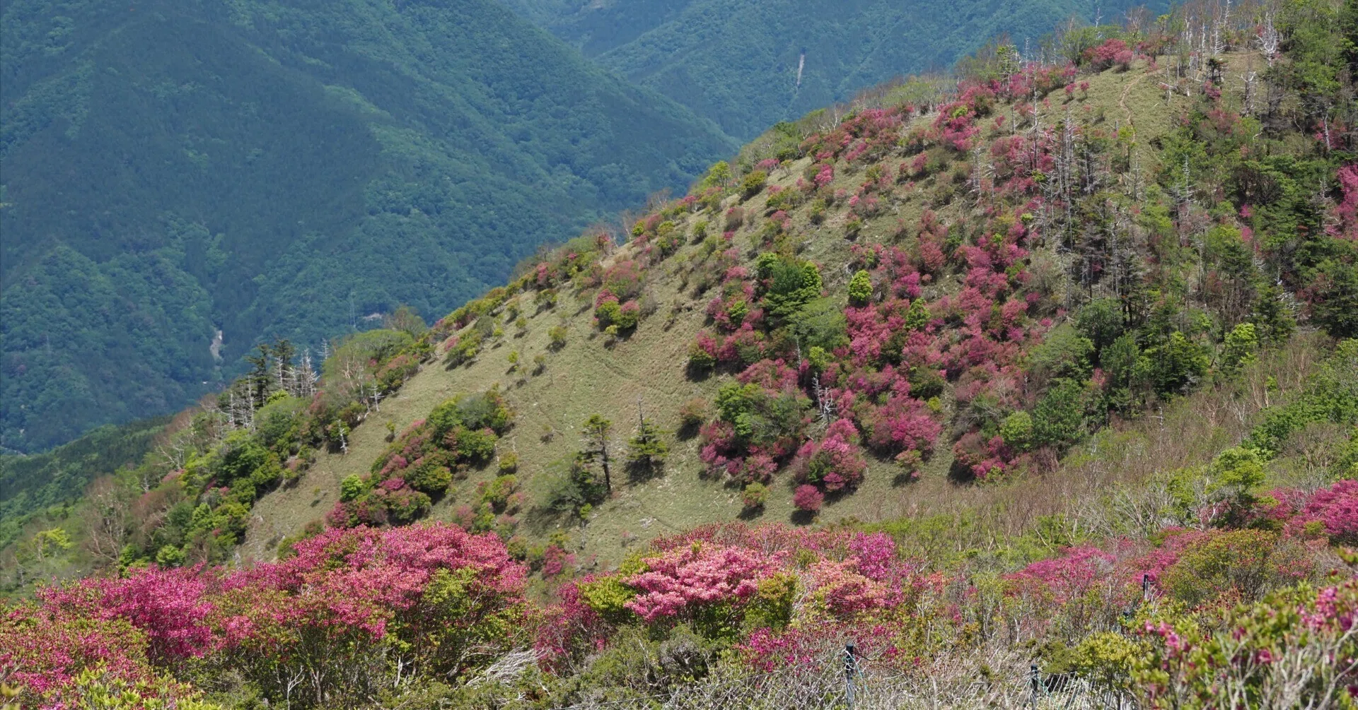 179．天空のツツジ山 三嶺｜sasayan