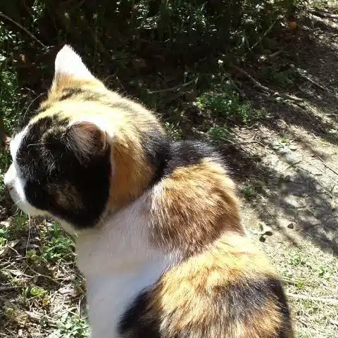 九朗