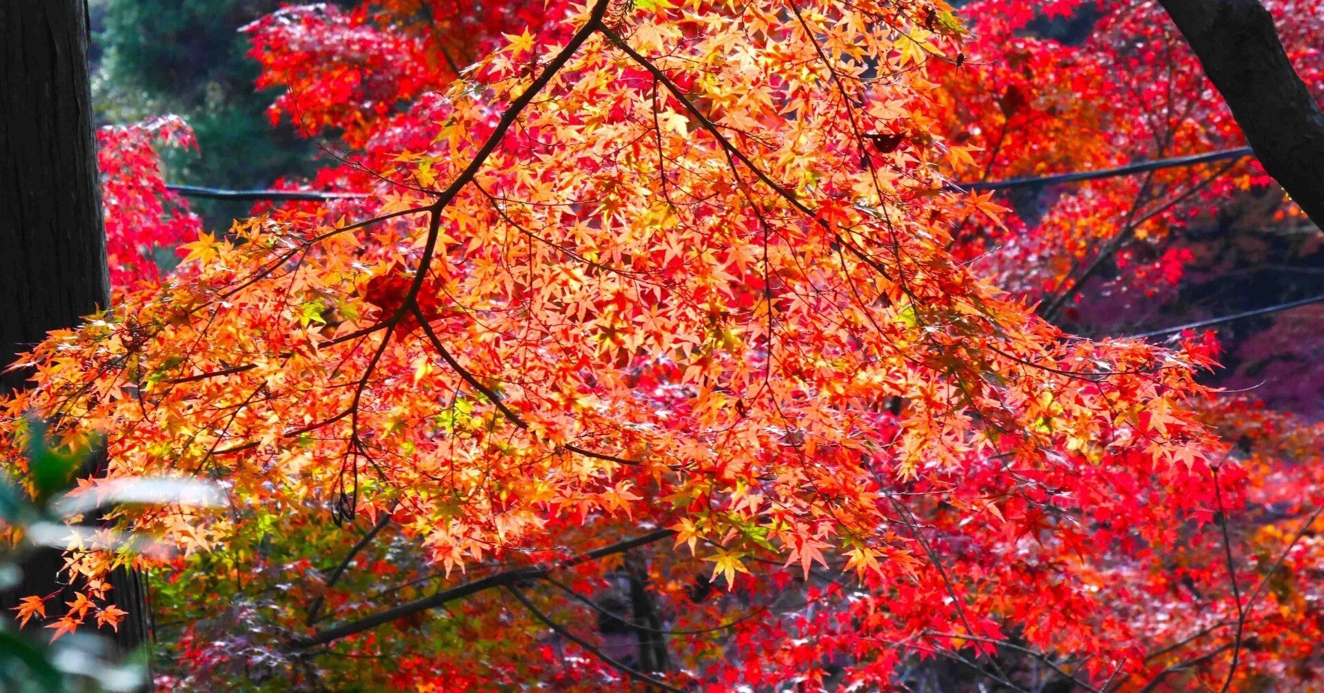 2025年 秋、紅葉｜久露見庵(くろみ庵)@天気と気候と自然を考える