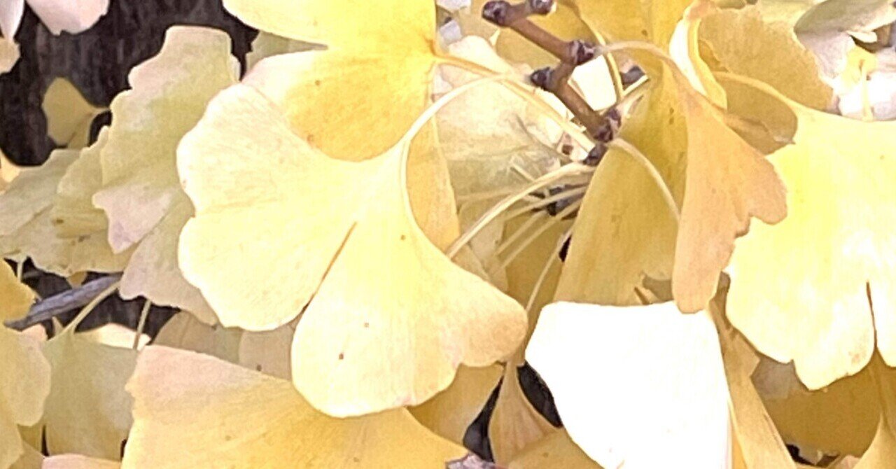 公園の花たち🍁イチョウ黄金色に色づいて｜エコ914