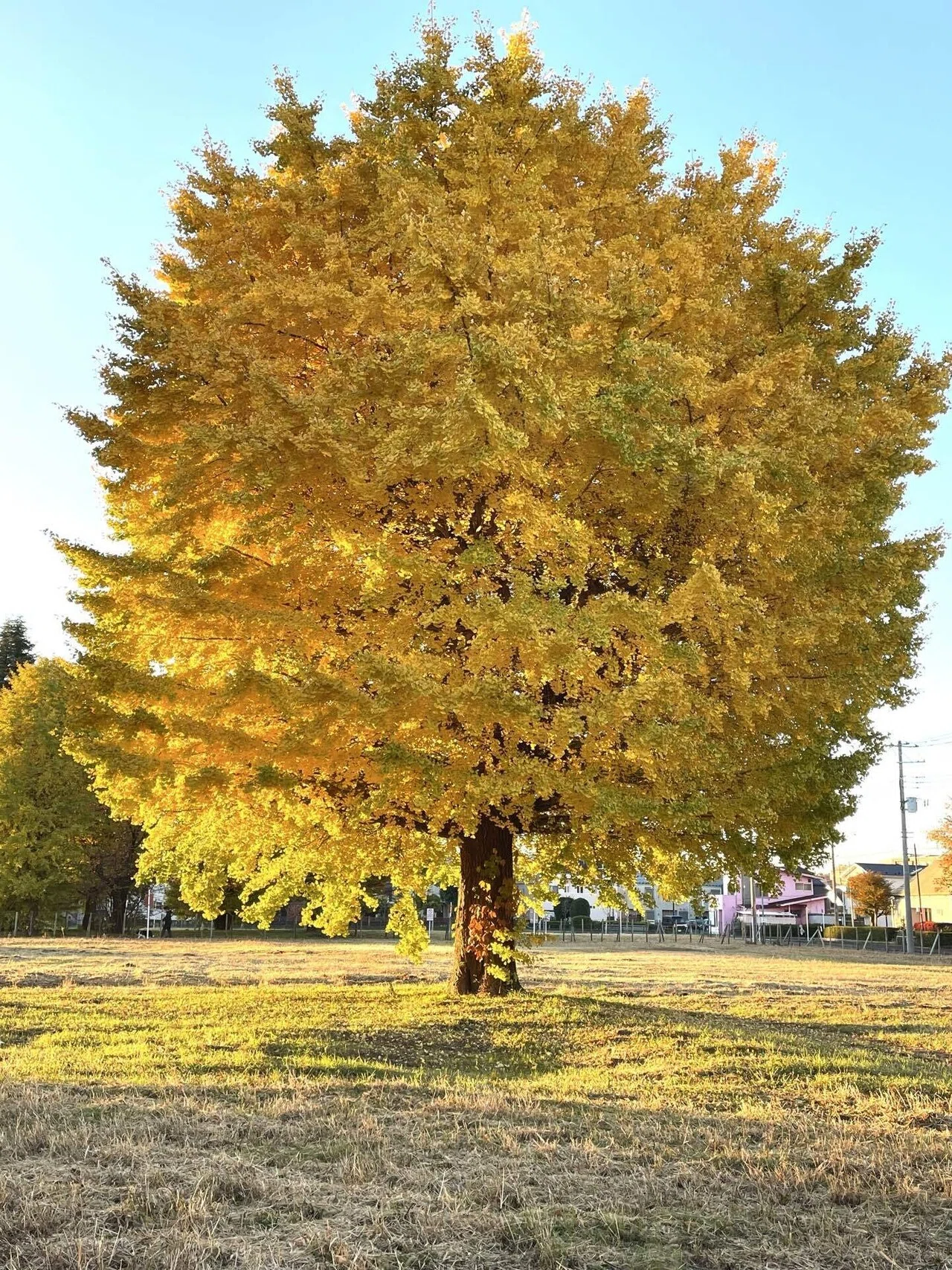 公園の花たち🍁イチョウ黄金色に色づいて｜エコ914
