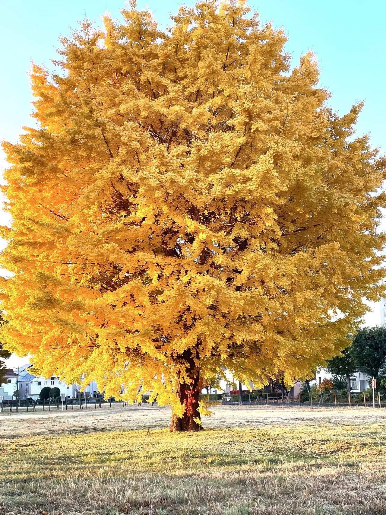 公園の花たち🍁イチョウ黄金色に色づいて｜エコ914