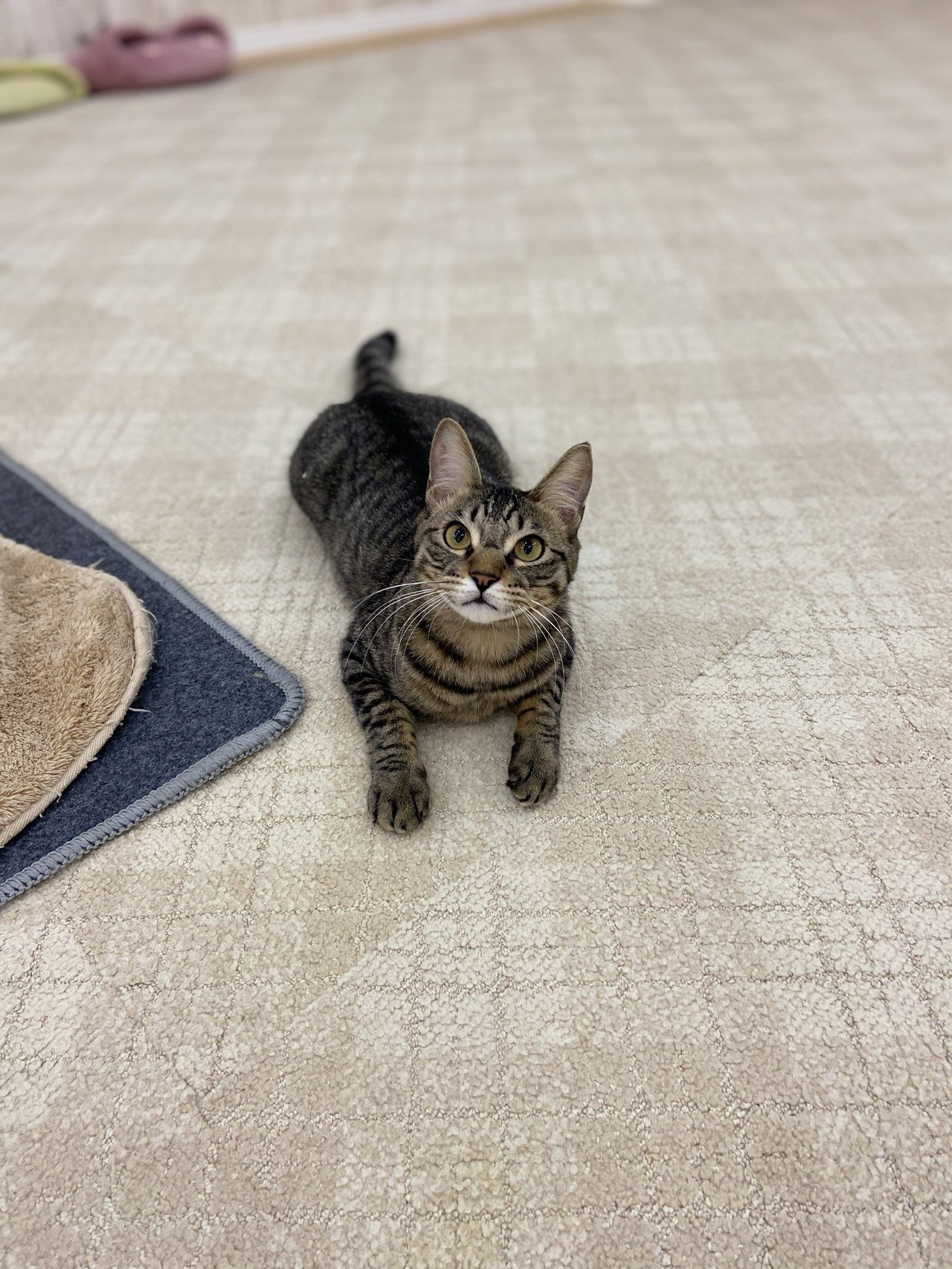 蒲田店 たいきくんの日常 おうちでにゃんくる 譲渡型猫カフェにゃんくる Note 蒲田店 たいきくんの日常 おうちでにゃんくる 譲渡型猫カフェにゃんくる Note