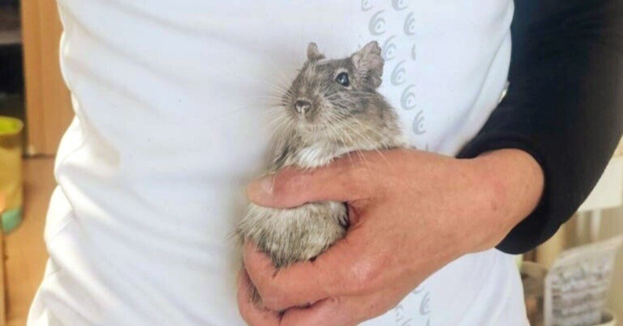 私がペットにデグーを選んだ理由|君に出会えて…|でぐるく公式