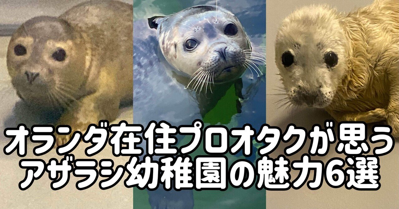 オランダ在住ガチ勢が語る！アザラシ幼稚園の魅力6選｜Emily