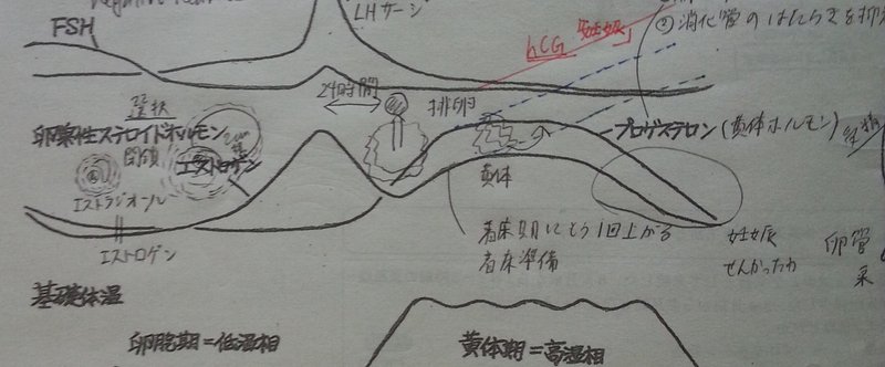 女性特有の激しい感情の起伏はプロゲステロンのせいじゃないか ジニ Note 女性特有の激しい感情の起伏はプロゲステロンのせいじゃないか ジニ Note