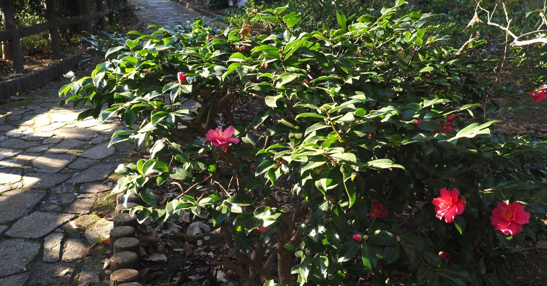 椿の咲き始め｜たぬき写真工房