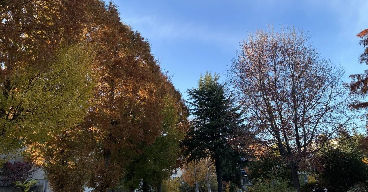 🍁November Reflection and My Outlook for December｜pinkumi