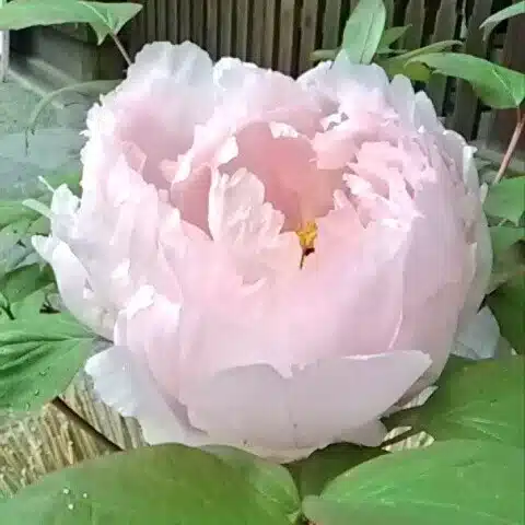 ひかるキラキラ万華鏡