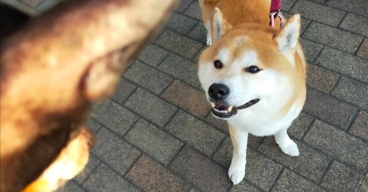 コミュ力抜群の柴犬✨｜竹田めろんちゃん