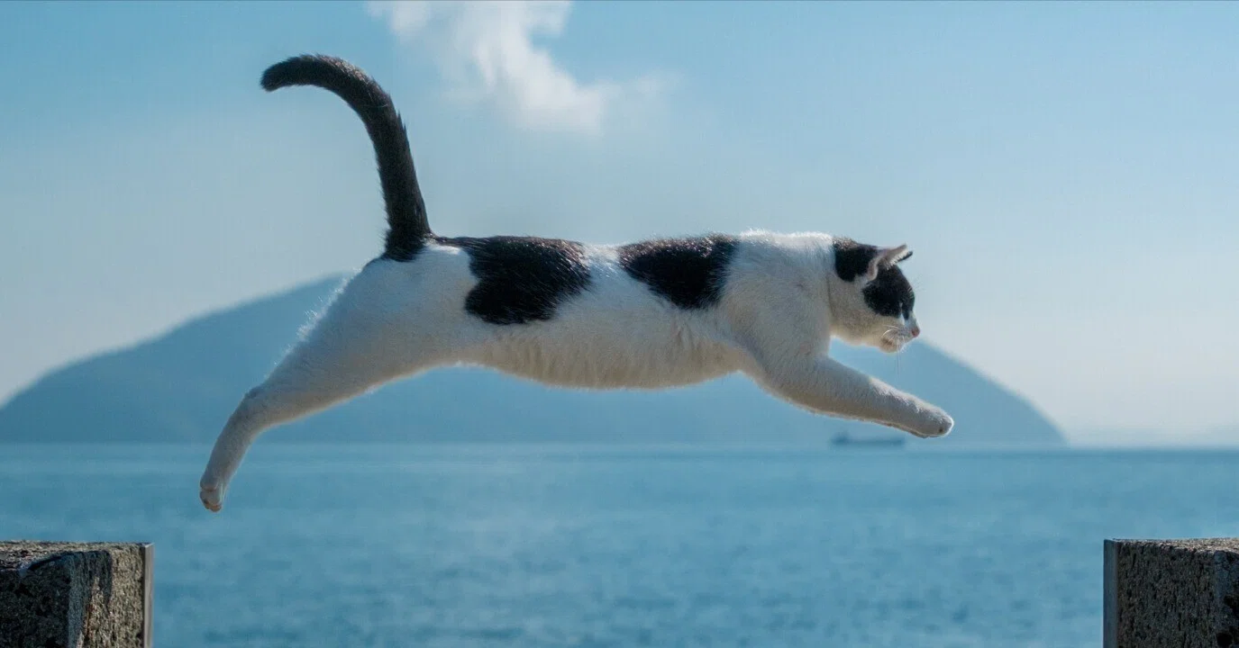 猫島ざっくり紹介「佐柳島」｜猫写真家 あおいとり