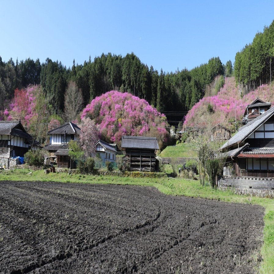 187．殿畑つつじ山｜sasayan