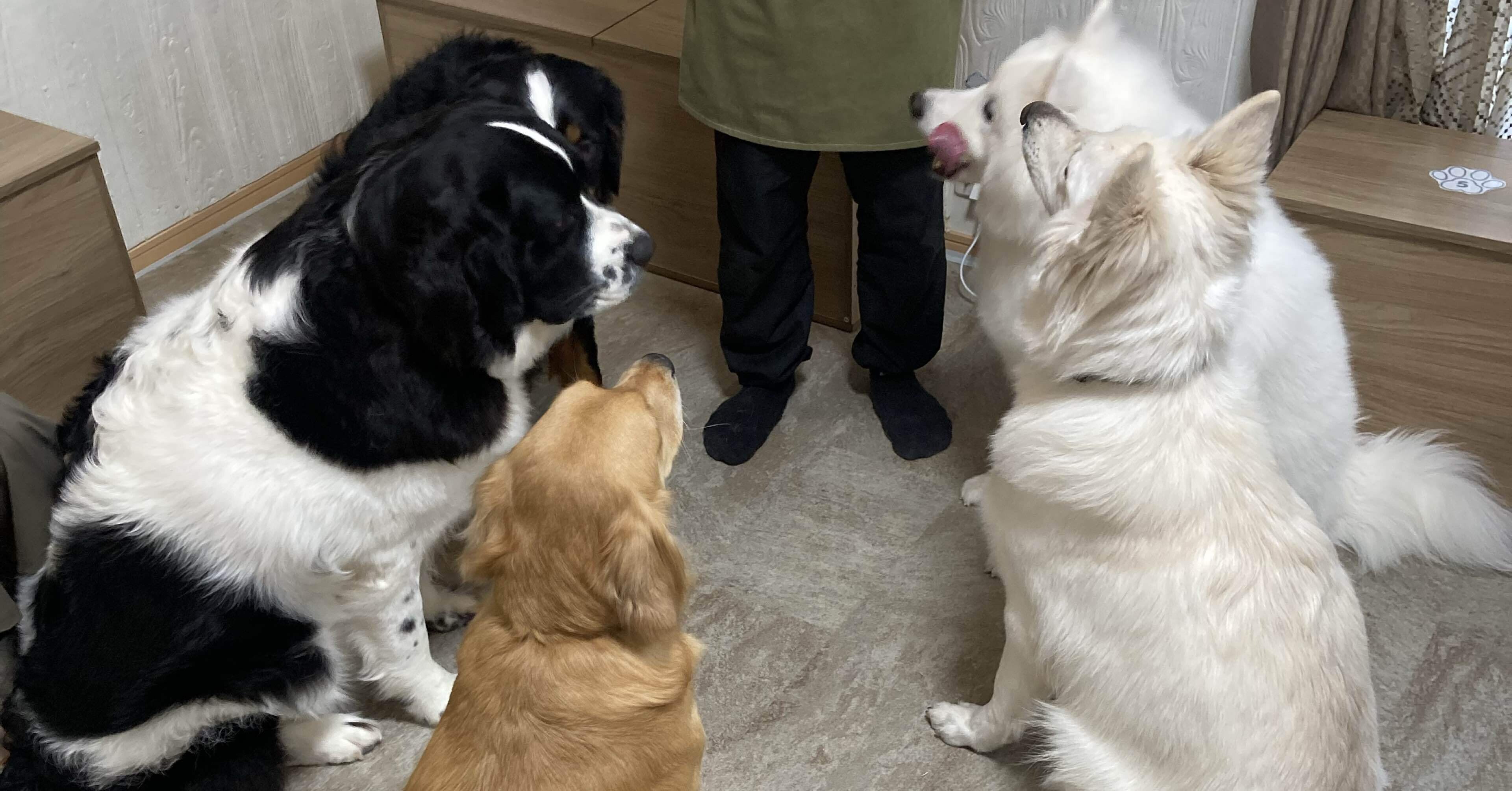 犬をなでに｜さかもと五度