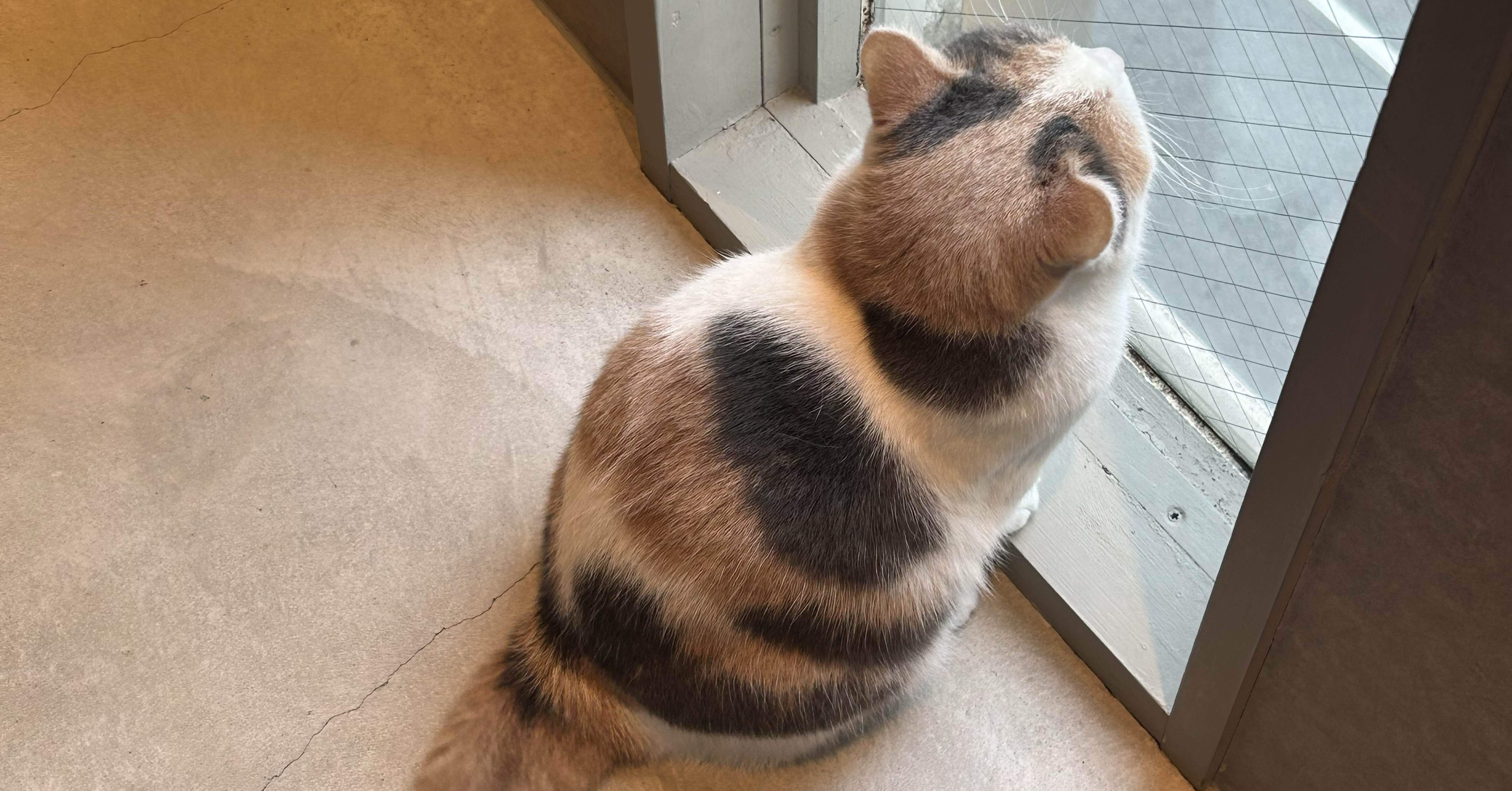 猫カフェmocha三宮店/日常🐈｜まちゅ