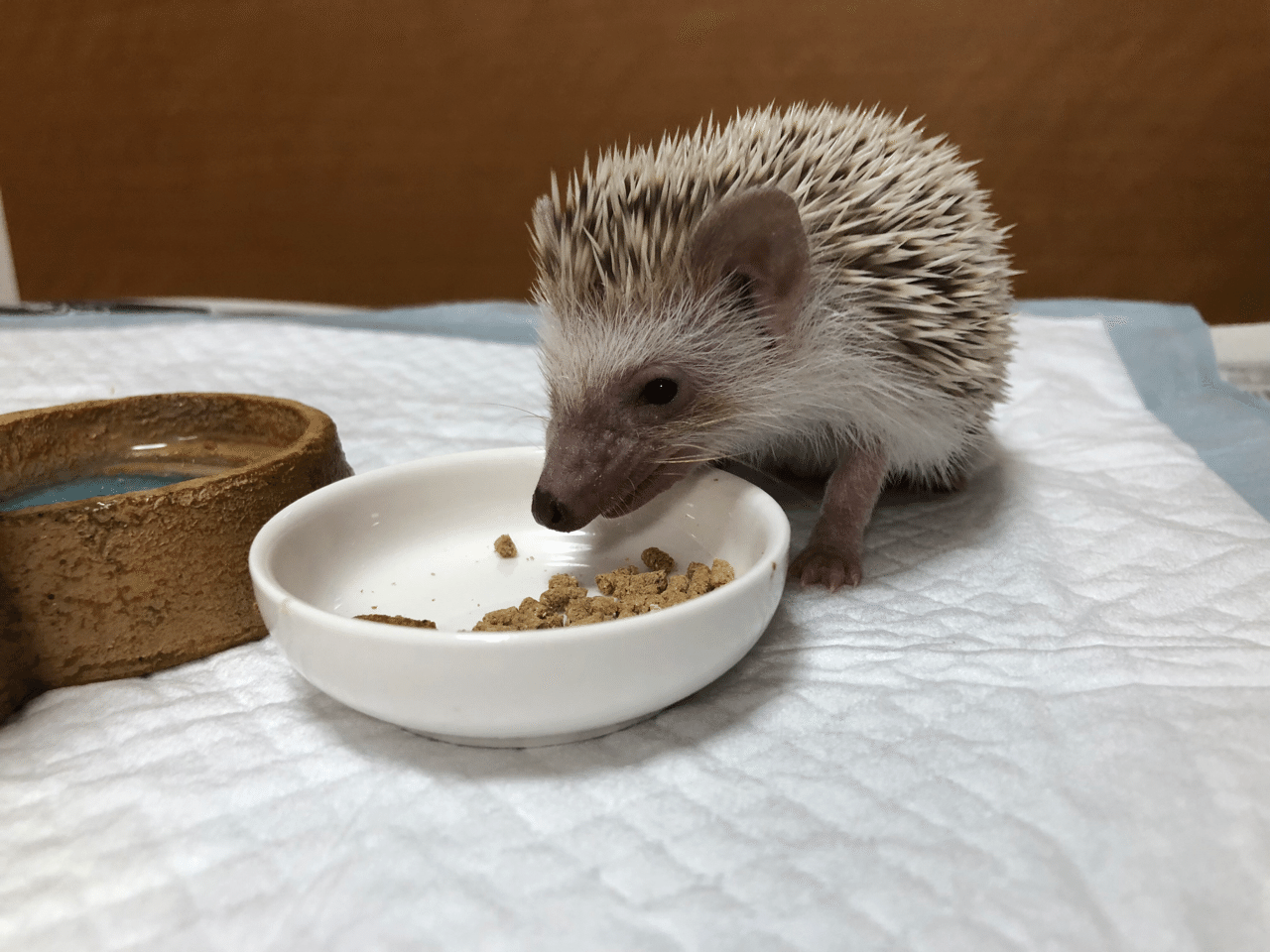 ハリネズミ 飼うか悩んでる人に一度読んでもらいたい Nana Note