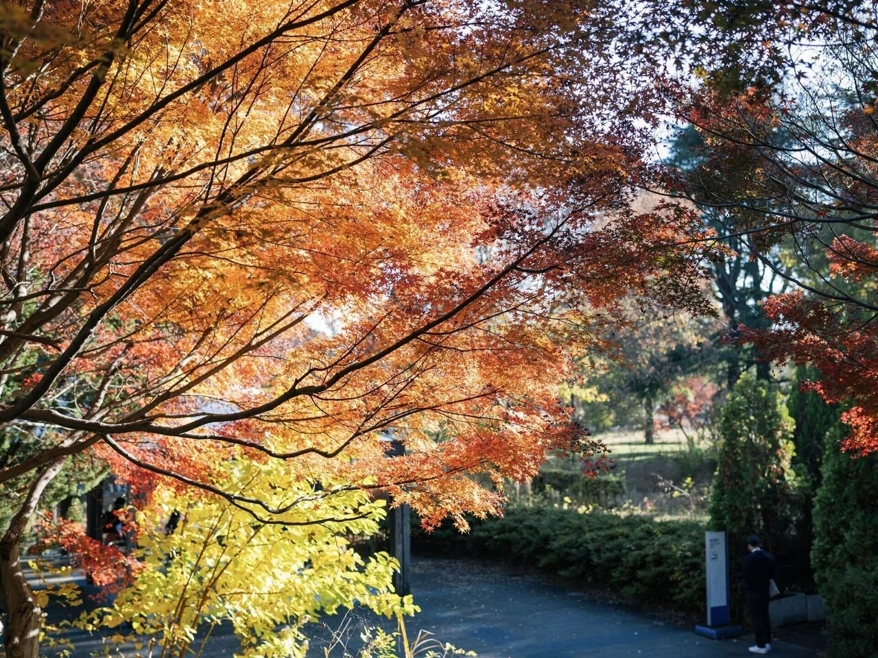 Zfと歩く昭和記念公園のイチョウ並木｜いぬっさん