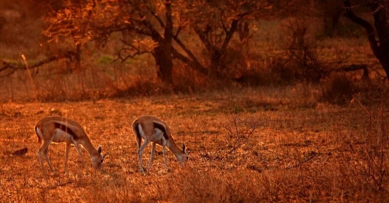 武田ちょっこ＊まるまるサファリの本｜note