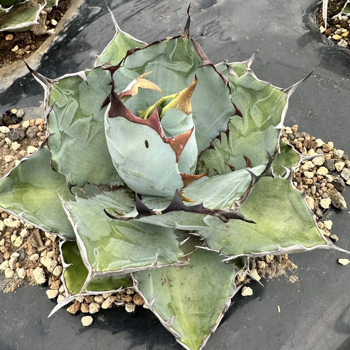 アガベについて解説|htplantsfarm