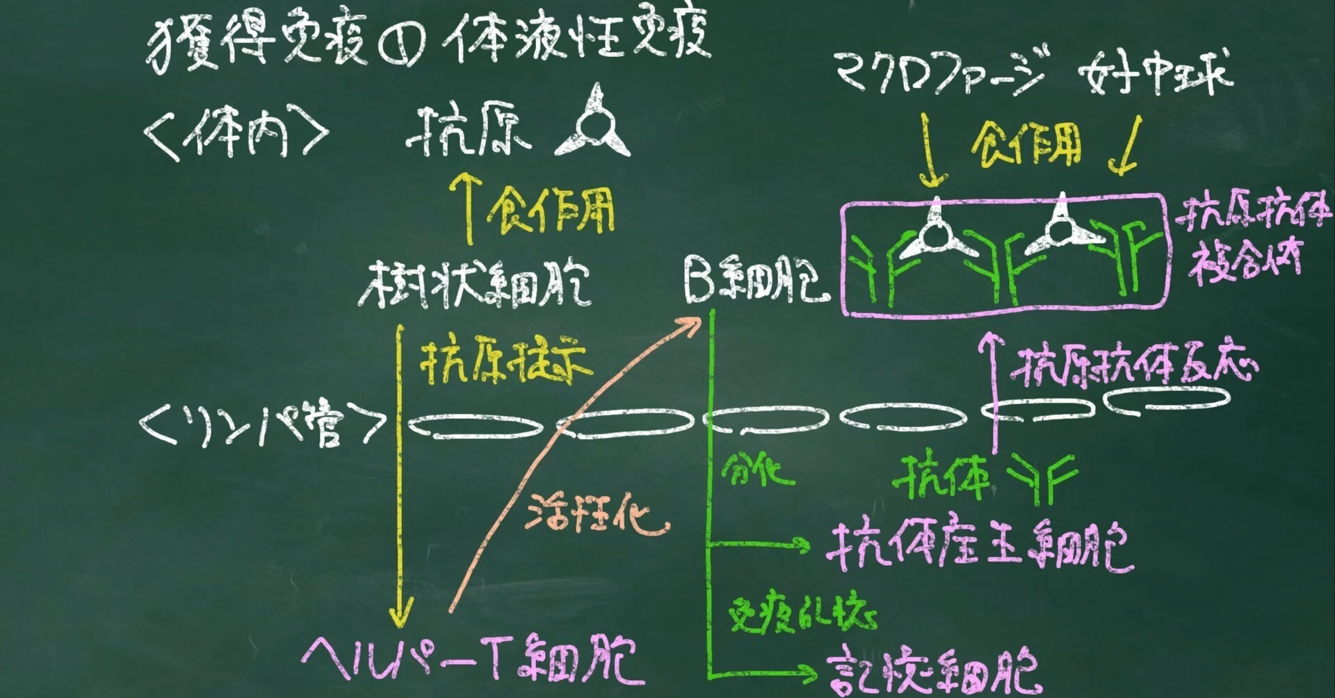世界が広がる大人のサイエンス】#1免疫のしくみの基礎・基本【生物学