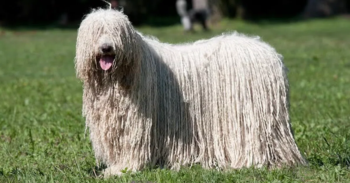 K9 and the Komondor dog｜klubnika report