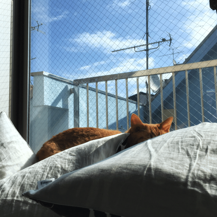 窓のところに、ママが枕を干しました。窓のところに、チビがやってきました。枕といっしょに、猫も干されました。