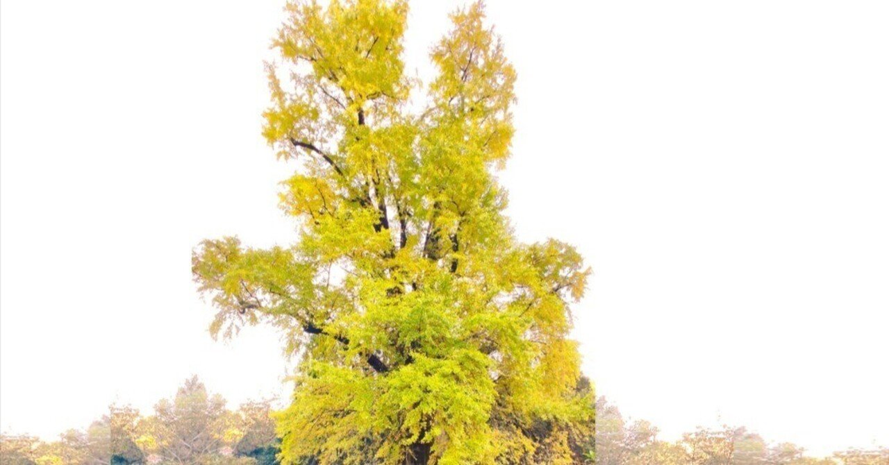 大イチョウの木｜トミーズひろし