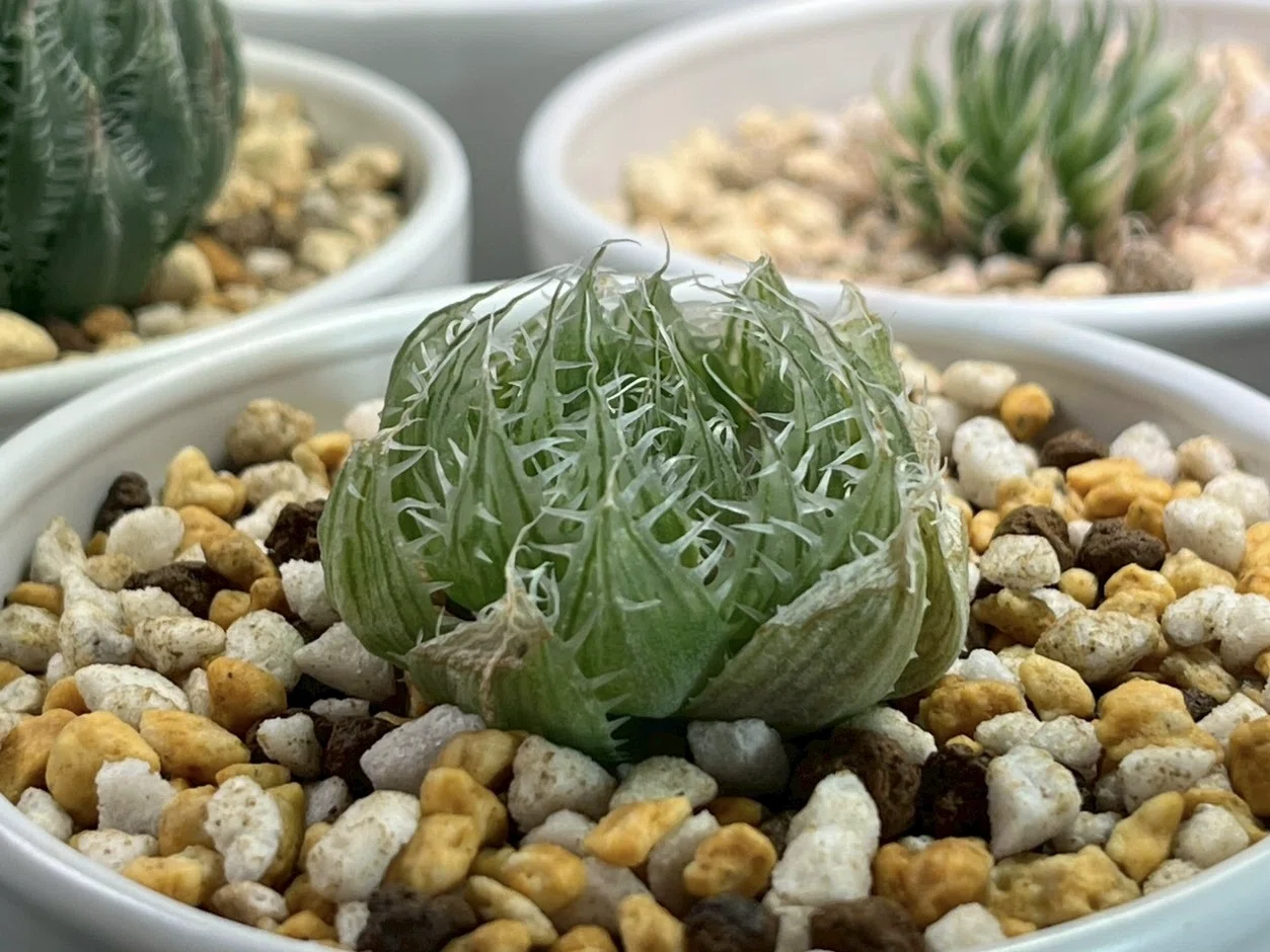 3 コンコレ錦 ハオルチア サボテン 多肉植物 【公式通販】
