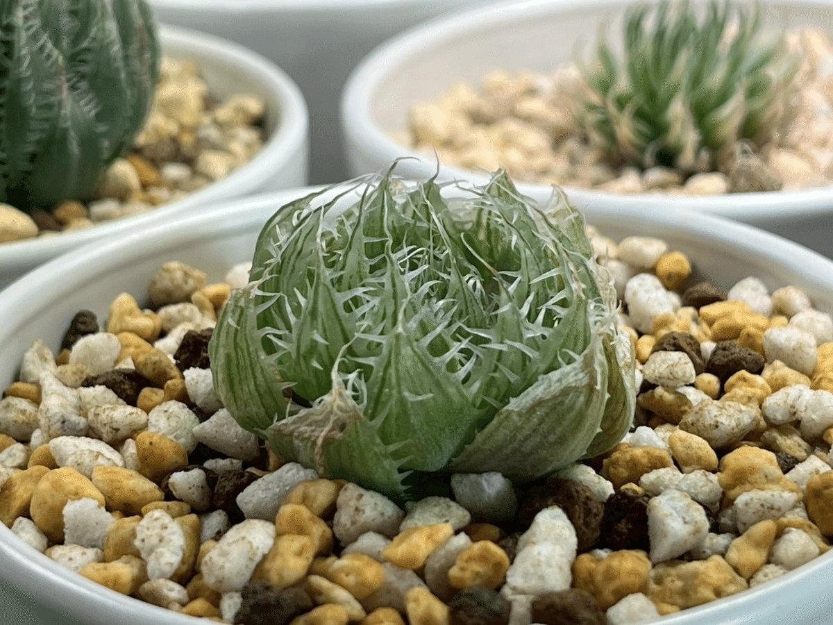 ハオルチアコレクション2021-2025｜ぬるぬるちゃんぬる