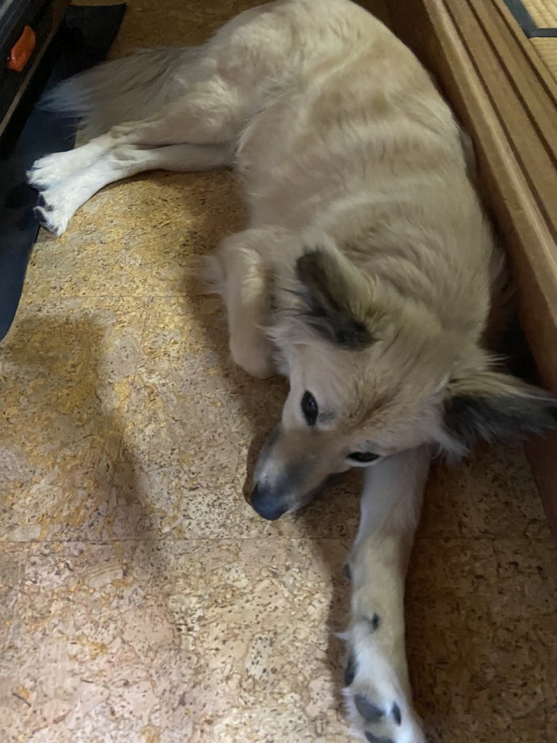 犬の食欲不振 ドッグライフサポーター 獅子パパ Note 犬の食欲不振 ドッグライフサポーター 獅子パパ Note