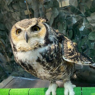 練炭|億り人FIRE目標エンジニア