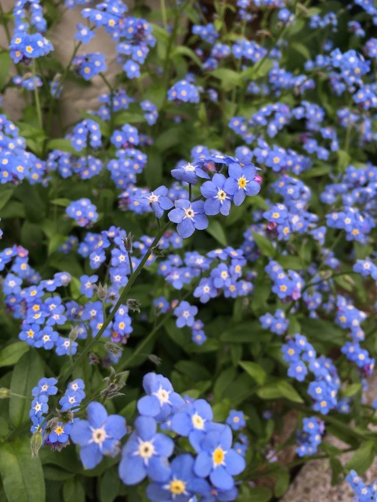 ワスレナグサ｜花と日々 yas