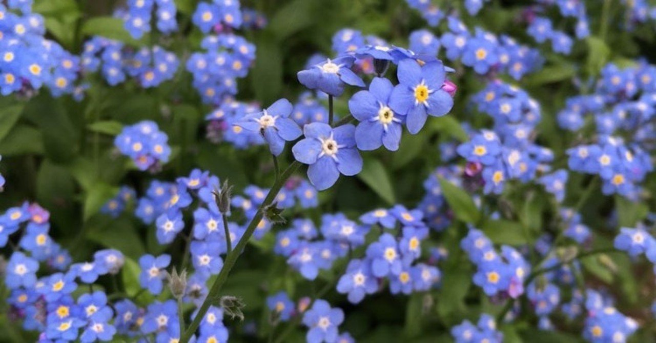 ワスレナグサ 花と日々 Yas Note ワスレナグサ 花と日々 Yas Note