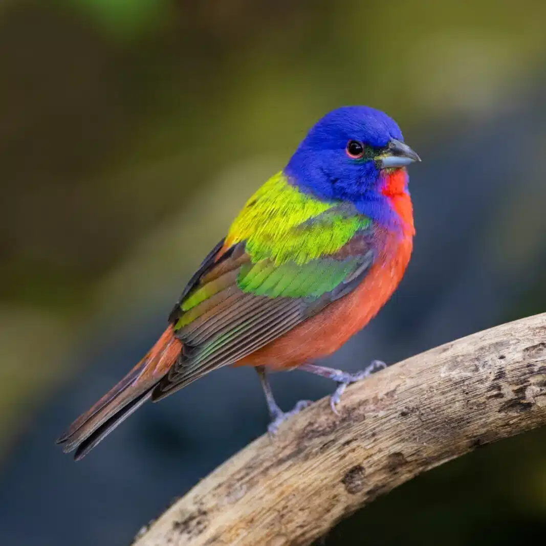 ポーカープロが解説するよtori🐦