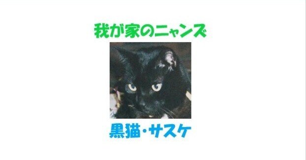 我が家のニャンズ 黒猫・サスケ｜s.nitou