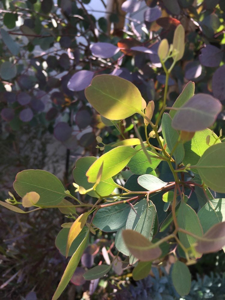 好きな植物 ユーカリポポラス発見 花と日々 Yas Note 好きな植物 ユーカリポポラス発見 花と日々 Yas Note