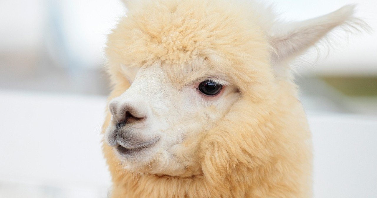 カワイイのはクチでした 8 アルパカのクチ 松原卓二 動物w写真家 Note