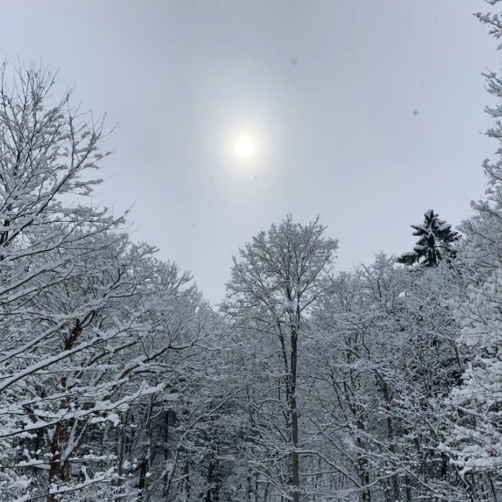 Snow❄️Yukihikari