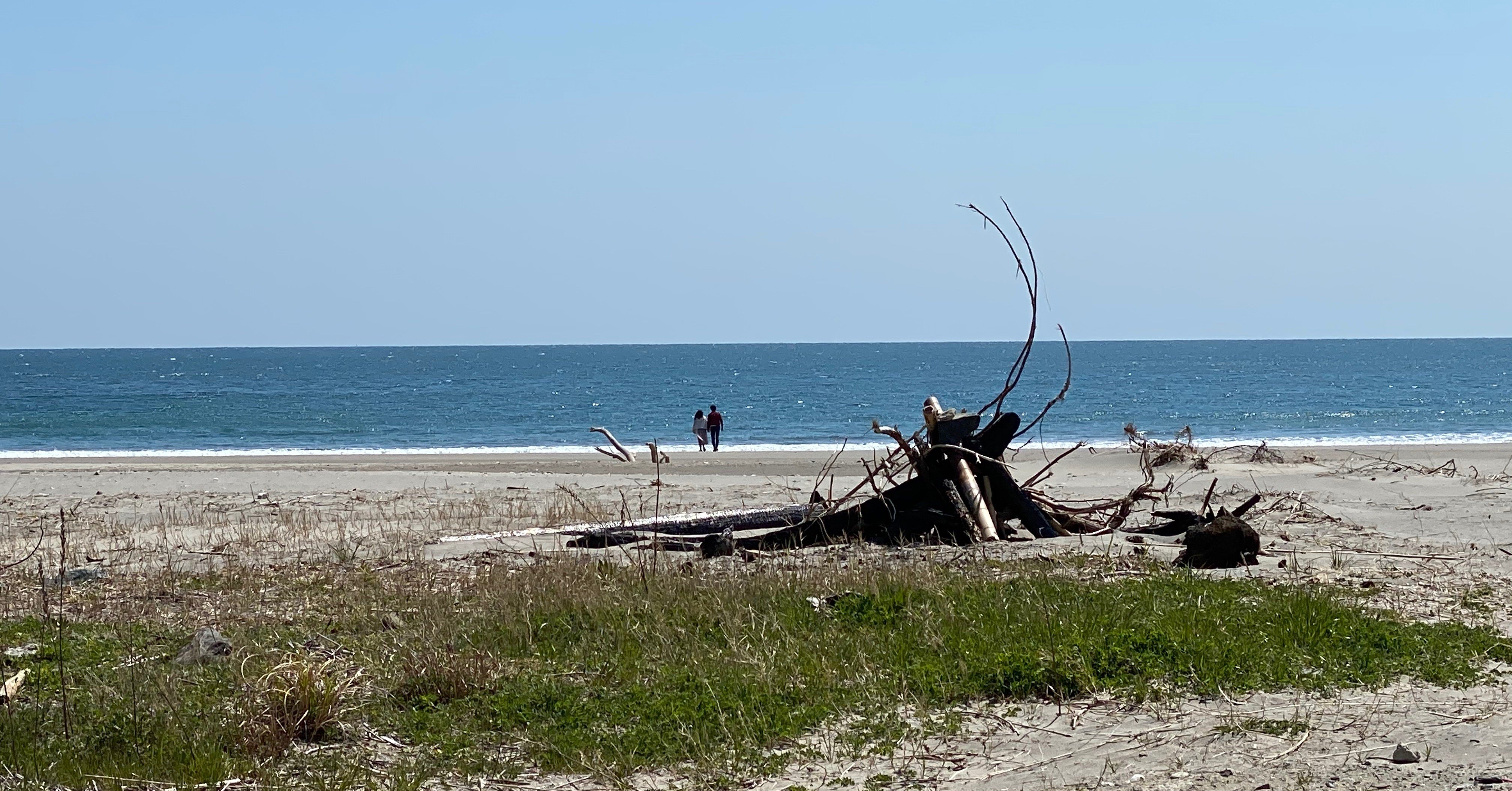地元の海から取れました少し大きめの流木です！