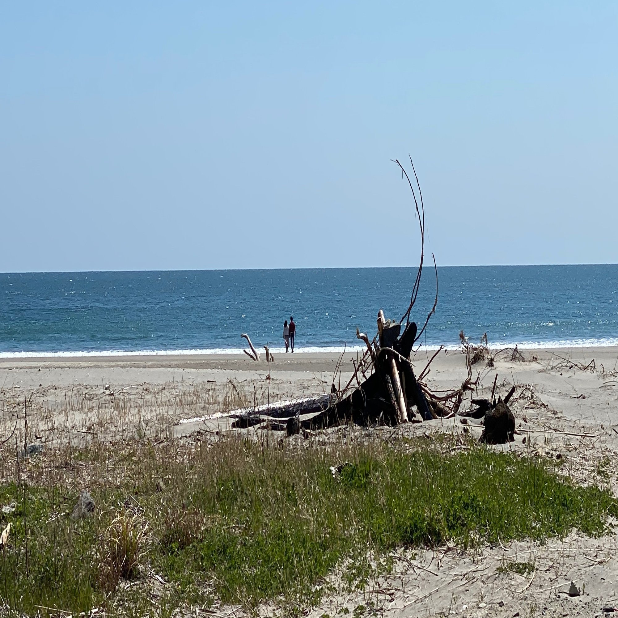 地元の海から取れました少し大きめの流木です！