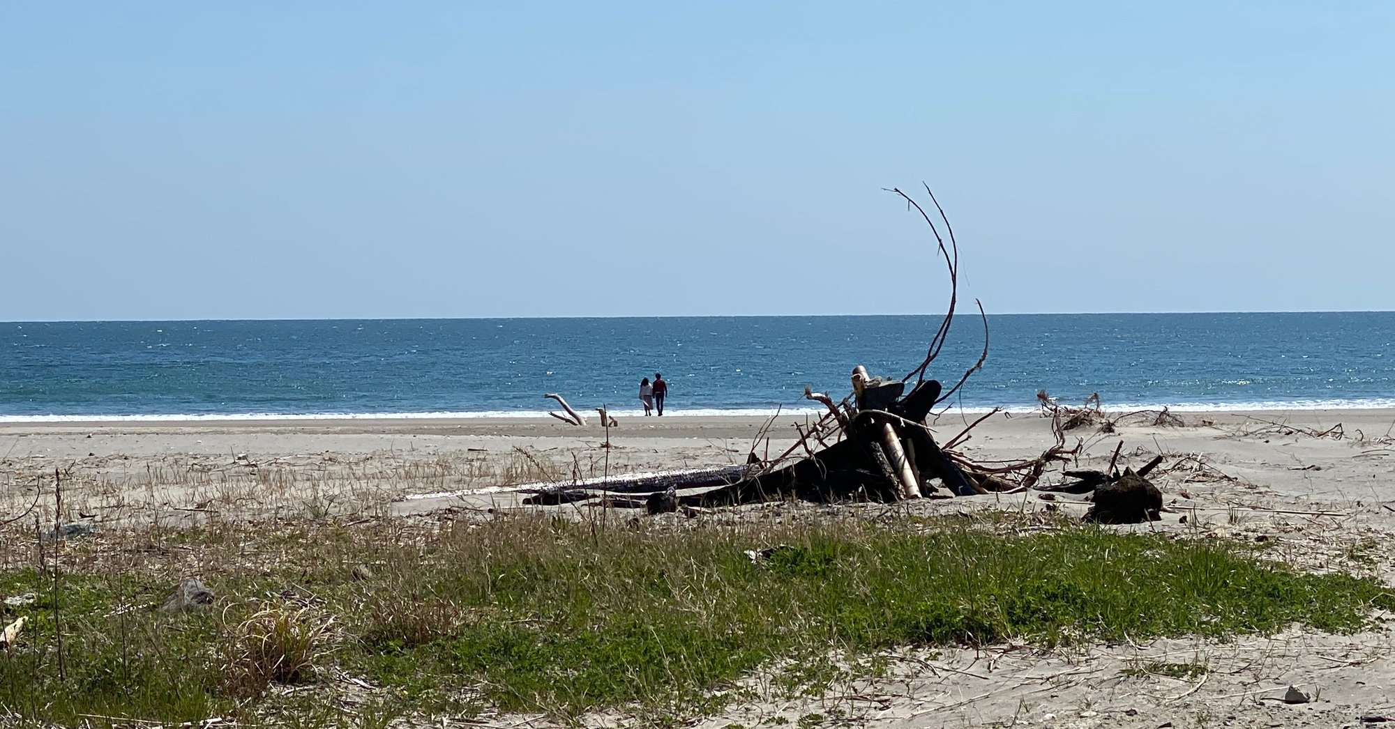 地元の海から取れました少し大きめの流木です! 地元の海から取れました少し大きめの流木です!