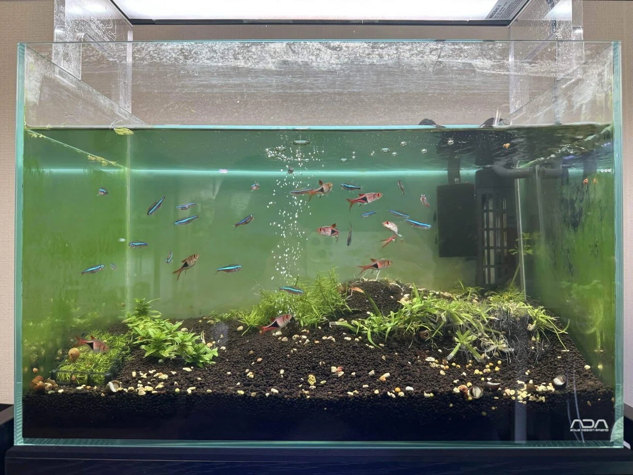 陰性水草水槽の立ち上げ｜ケイ