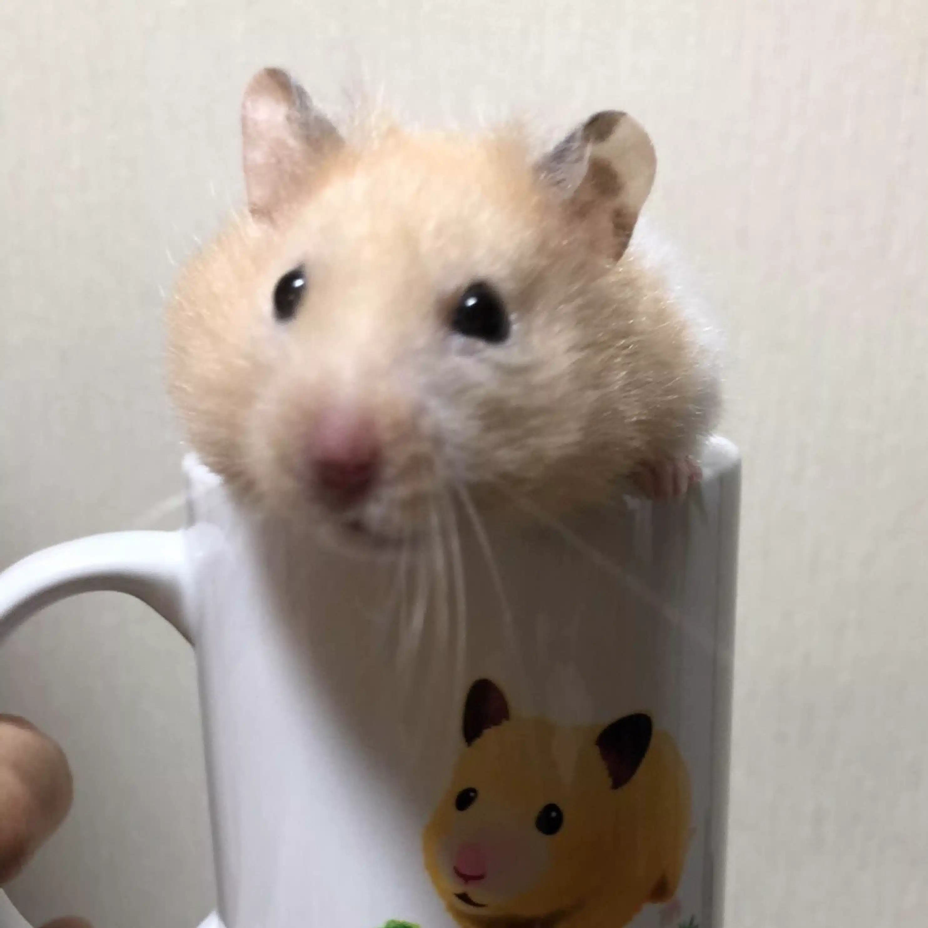 しゅんすけ