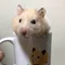 しゅんすけ
