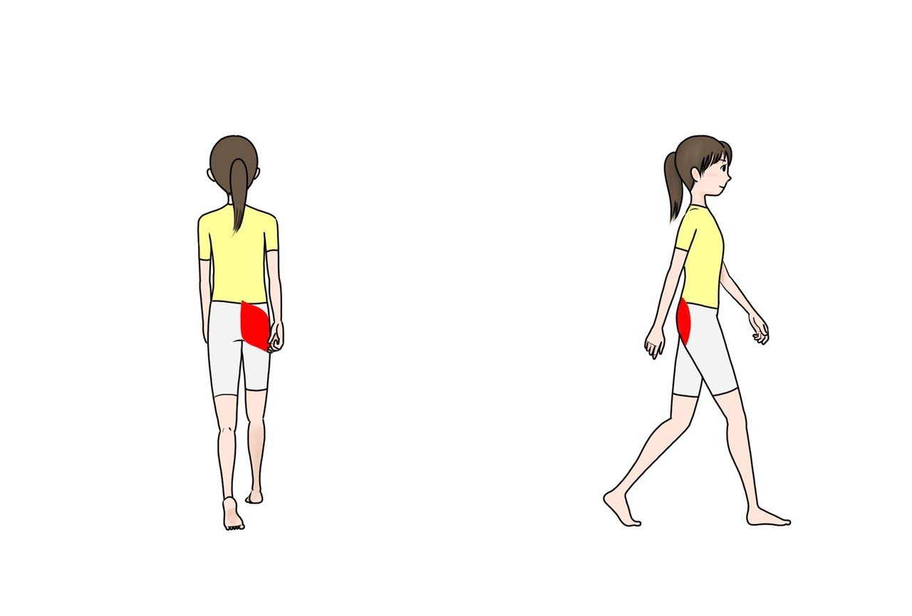 大殿筋イラスト へいへい Note