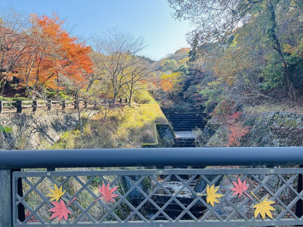 山採り厳選。繊細ドウダンツツジ。 ドウダンツツジのトンネルへ。｜えいめいさん
