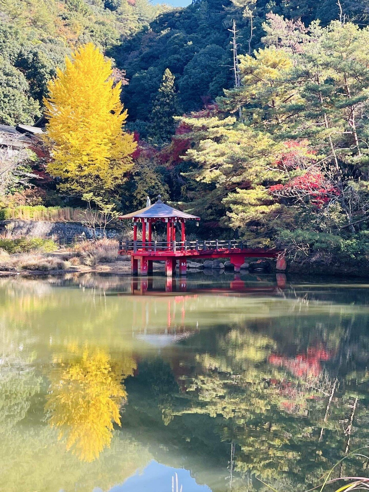 山採り厳選。繊細ドウダンツツジ。 ドウダンツツジのトンネルへ。｜えいめいさん