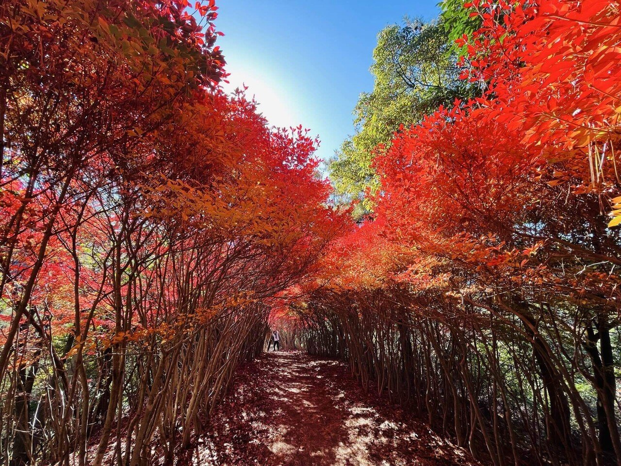 山採り厳選。繊細ドウダンツツジ。 ドウダンツツジのトンネルへ。｜えいめいさん