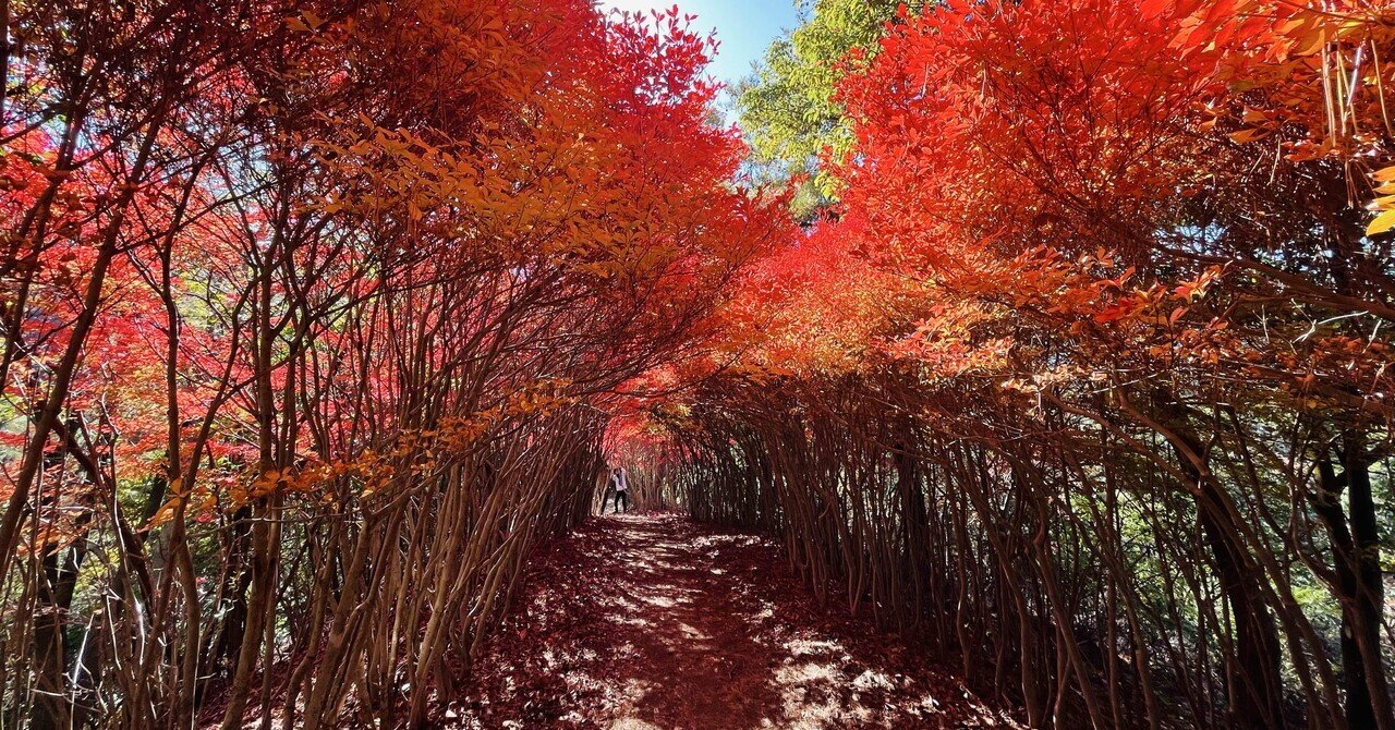 ドウダンツツジのトンネルへ。｜えいめいさん