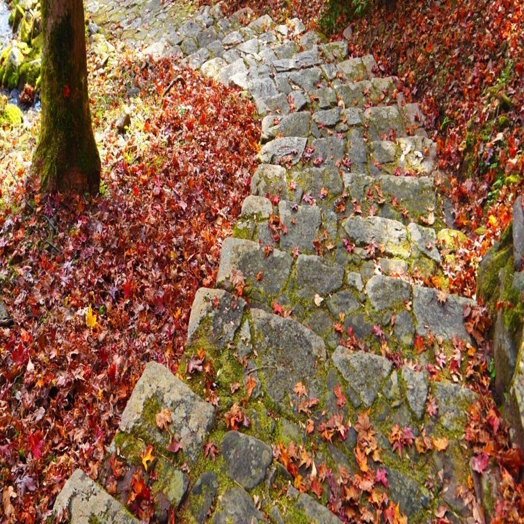 郡上で陶酔する極上の紅葉風景 2025｜すすむ